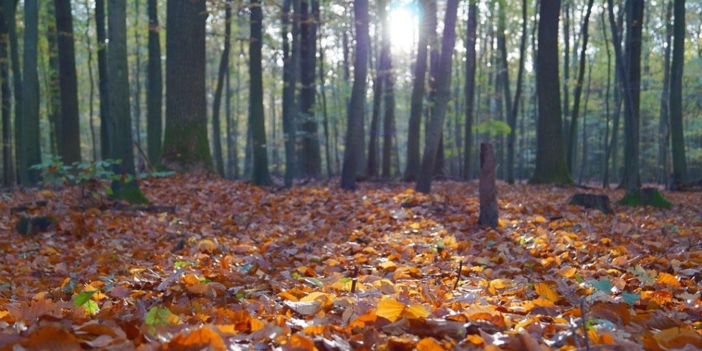 Magistério do Tempo