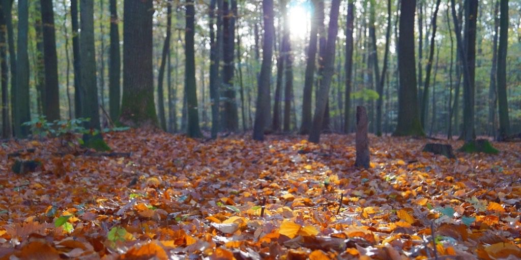 Magistério do Tempo